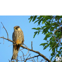 گونه لیل Eurasian Hobby